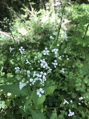 Iodanthus pinnatifidus