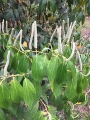 Piper pseudoasperifolium