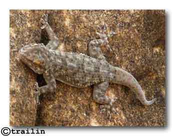 Enigmatic Gecko