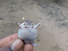 Breviceps
