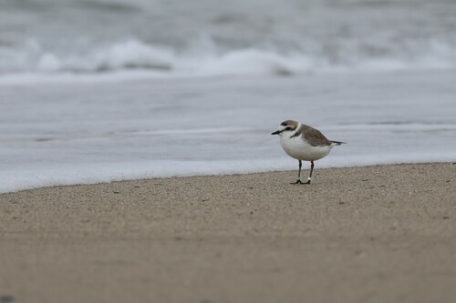 Kentish Plover (Anarhynchus alexandrinus), photo 8