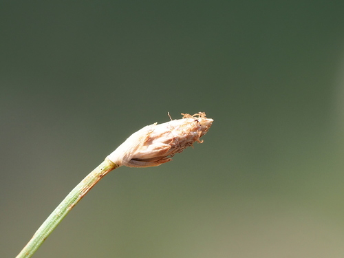 Image of Fimbristylis polytrichoides by no rights reserved