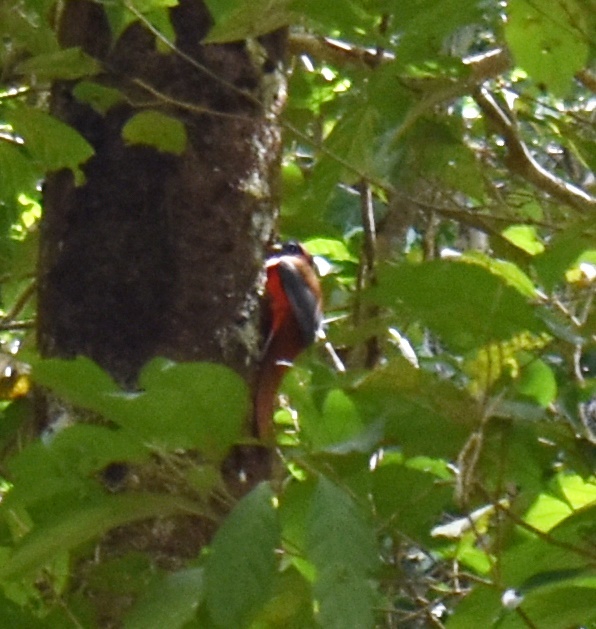 Philippine Trogon illustration