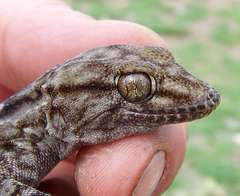 Tarentola annularis annularis