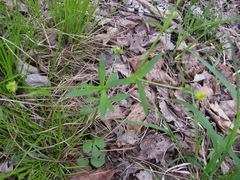 Ranunculus abortivus