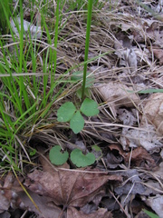 Ranunculus abortivus
