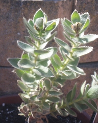 Orothamnus zeyheri