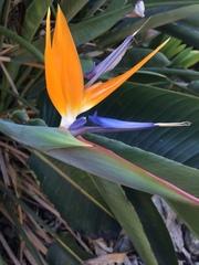 Strelitzia reginae reginae