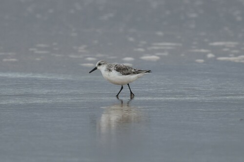 Correlimos tridáctilo (Calidris alba)