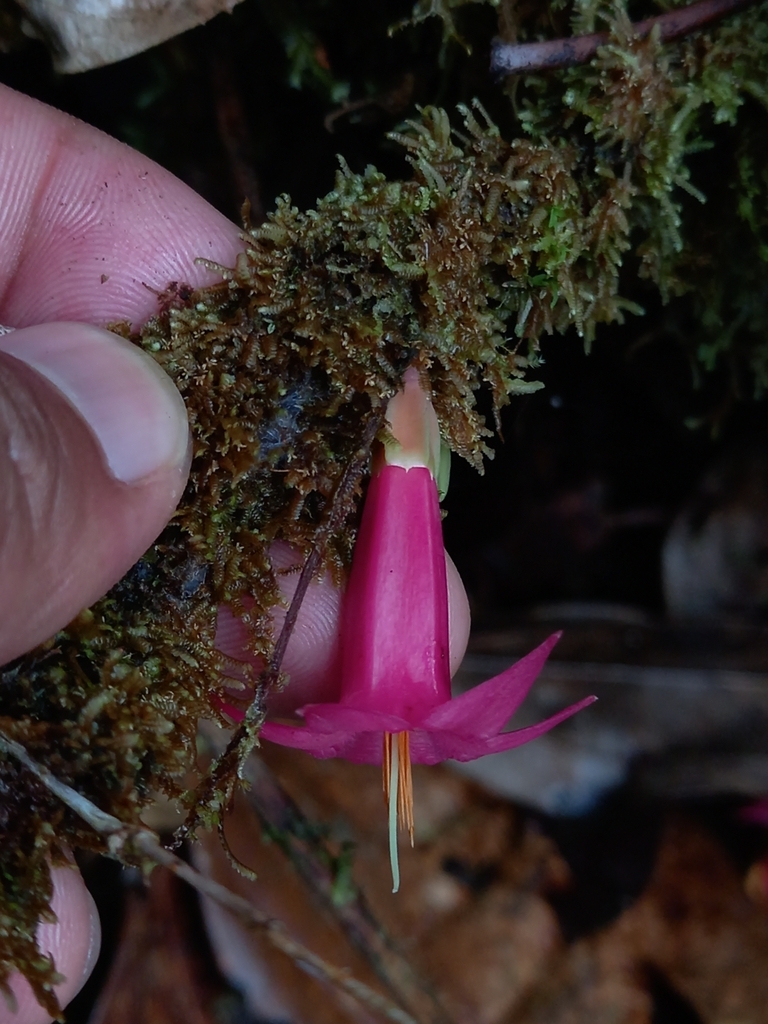 Ceratostema charianthum