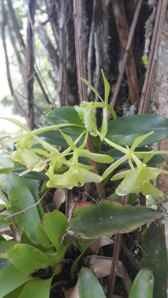 Epidendrum latilabre Lindl. 2