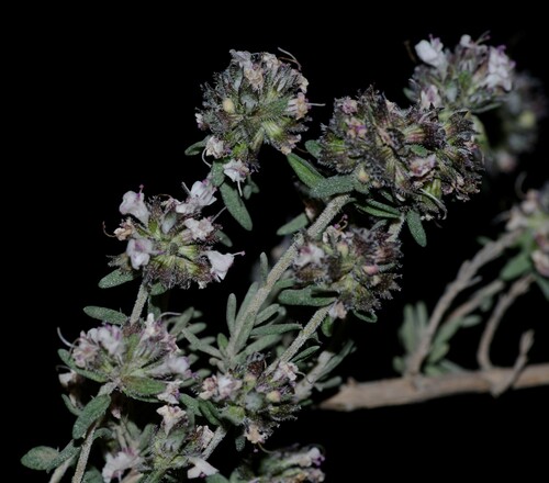 Gibraltar thyme