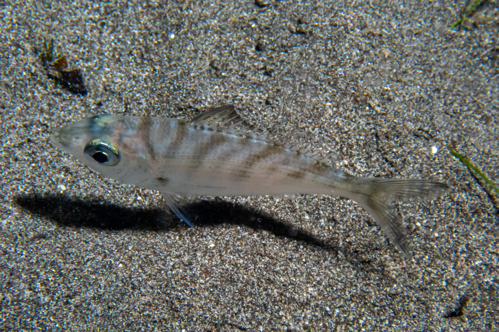 長身鑽嘴魚(連米) Gerres oblongus