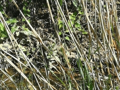 Hierophis viridiflavus