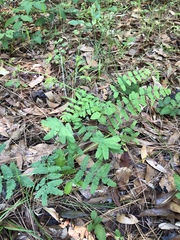Mimosa microphylla