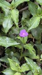 Tradescantia poelliae image