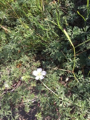 Geranium incanum