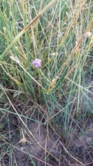 Pseudoselago similis