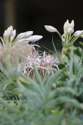Image of Crinum buphanoides by (c) Karen Eichholz, some rights reserved (CC BY)