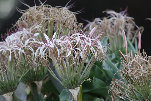 Image of Crinum buphanoides by (c) Karen Eichholz, some rights reserved (CC BY)