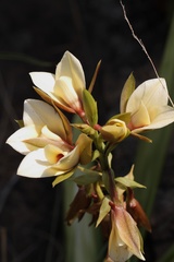 Eulophia parvilabris