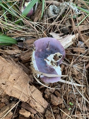 Russula capensis