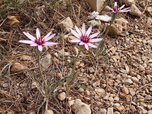 Pseudopodospermum undulatum undulatum