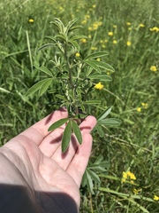 Pediomelum tenuiflorum