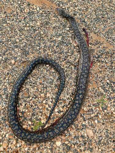 Inland Carpet Python sighting