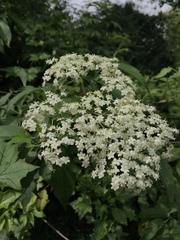 Viburnaceae
