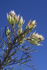 Serruria florida