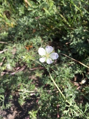 Geranium incanum