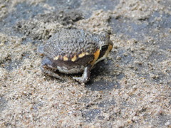 Breviceps
