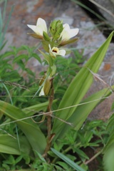 Eulophia parvilabris