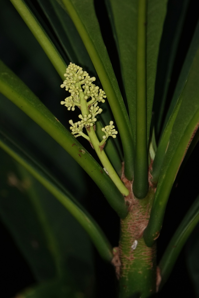 Phelline comosa