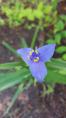 Tradescantia