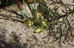 Serruria florida