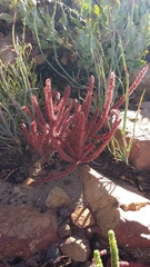 Crassula muscosa