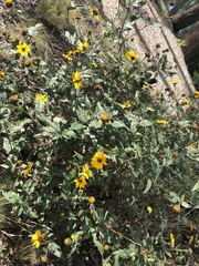 Viguiera