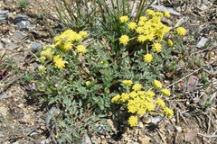 Lomatium hendersonii