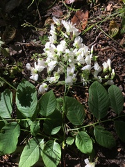 Cladrastis kentukea