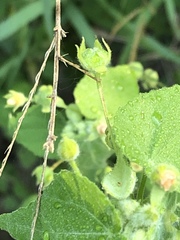 Abutilon viscosum