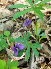 Viola palmata