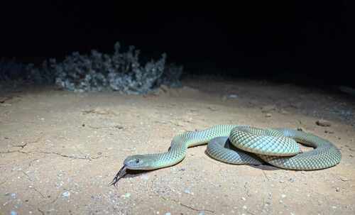 Mulga Snake sighting