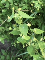 Abutilon viscosum