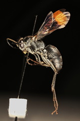 Calopompilus irritabilis
