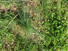 Allium schoenoprasum