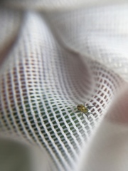 Alpaida variabilis