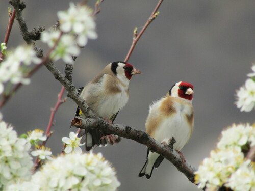 Foto de European Goldfinch