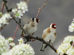 European Goldfinch photo 4